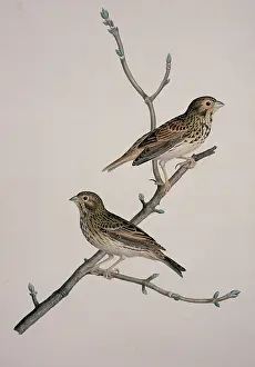 Mays: Miliaria calandra, corn bunting