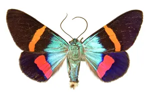 Geometer: Milionia paradisea