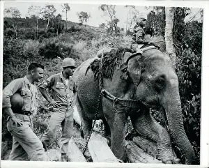 Teak: US Military