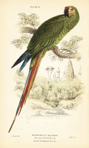 George Bell: Military macaw, Ara militaris