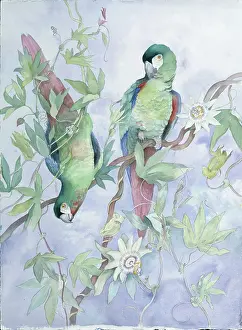 Macaws: Military Macaws ' on Passion Flower