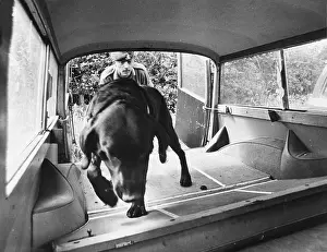 Sniffer: Military sniffer dog