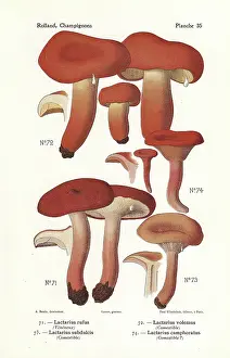 Rufous: Milk cap mushrooms