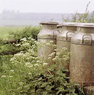 Churns: Milk churns