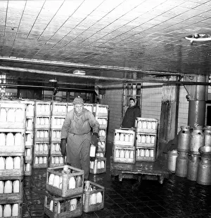 Nosek: Milk - fresh - calcium - loading - bottles