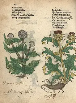 Artichoke: Milk thistle, Silybum marianum, and globe