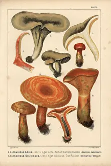 Krause: Milkcap, Lactarius acris, and Saffron milkcap