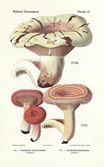Milkcap mushroom, Lactarius controversus