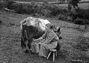 Milking: Milking