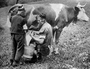 Gruyere: Milking a Cow