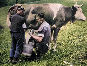 Gruyere: Milking a Cow