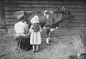 Auctions: Milking a Cow