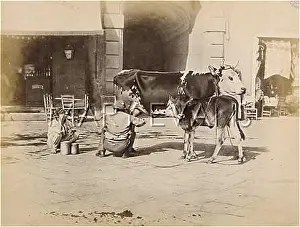 Ensuring: MILKING COW, NAPLES