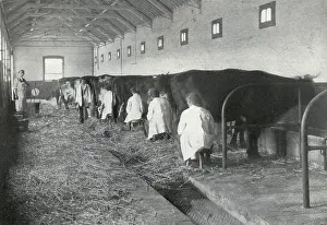 Darenth: Milking, Darenth Training Colony, Kent