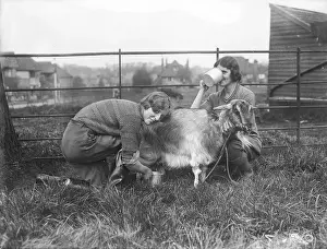 Milks: MILKING A GOAT