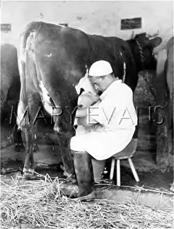 Milks: MILKING BY HAND 1950S