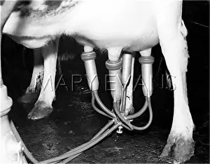 Hooves: MILKING MACHINE