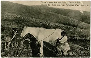Mares: Milking a mare, Central Asia