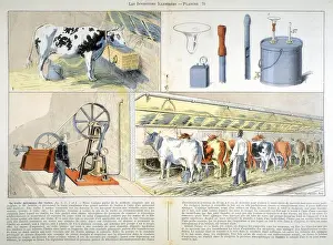 Although: Milking parlour equipped with Thistle suction