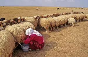 Shepherding: Milking sheep, Syian desert