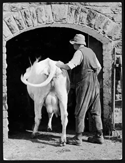 Yokel: MILKING TIME