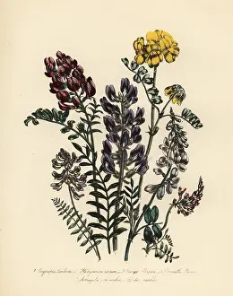Astragalus: Milkvetch and honeysuckle species