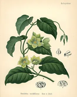 Denticulata: Milkvine, Matelea denticulata