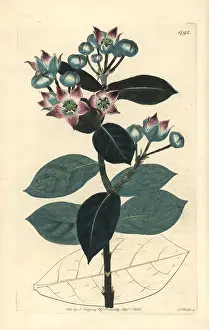 Sodom: Milkweed tree or apple of Sodom, Calotropis procera