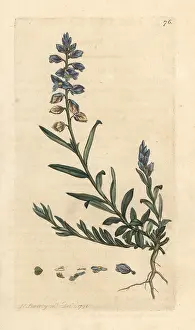 Polygala: Milkwort, Polygala vulgaris