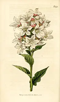Campanula: Milky bellflower, Campanula lactiflora