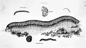 Terrestris: MILLEPEDES