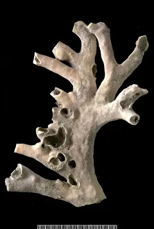 Branching: Millepora