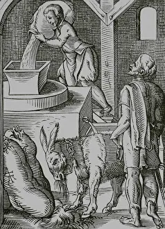 Cereals: The miller, 16th century. Engraving
