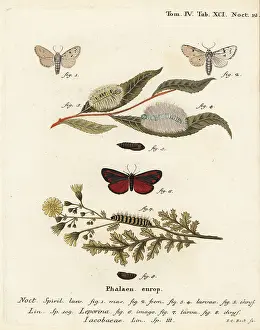 Cinnabar: Miller moth and cinnabar moth