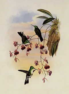 Orchids: Miller's Emerald, Thaumatias Milleri