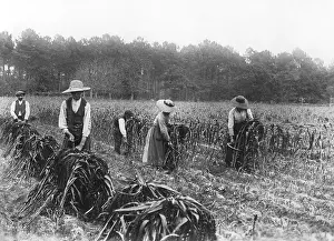 Millet: Millet harvest, 1911