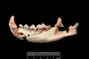 Dhabi: Six million year carnivore jaw?