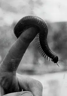 Millipede: Millipede