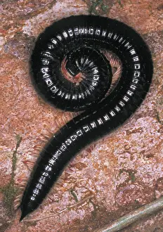 Myriapoda: Millipede