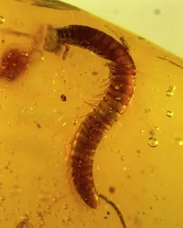 Myriapoda: Millipede in amber