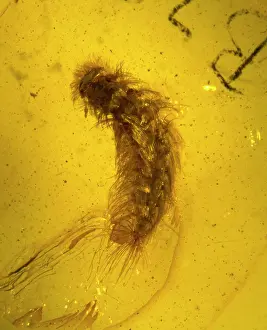 Myriapoda: Millipede in amber