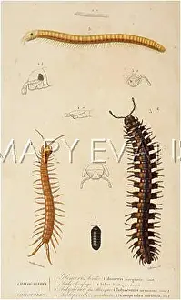 Scolopendra: MILLIPEDES/DUHN/VARIOUS