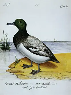 Canard: Milouinan Duck