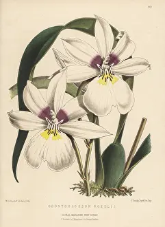 Kings Road: Miltoniopsis roezlii orchid