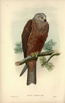 Accipitriformes: Milvus migrans, black kite