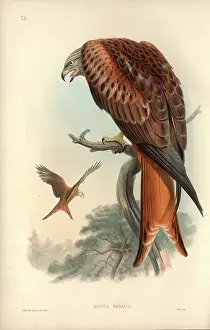 Reintroduced: Milvus milvus, red kite