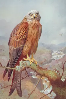 Reintroduced: Milvus milvus, red kite