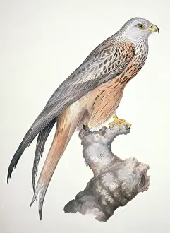 Accipitridae: Milvus milvus, red kite
