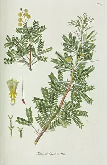 Mimosa: Mimosa leucacantha