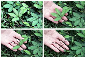 Rica: Mimosa, Touch-Sensitive Plant